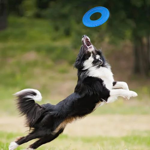 ZS - Pet Frisbee Toy