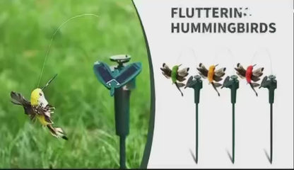 ZS - Fluttering Solar Bird